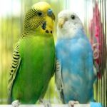 What are the benefits of using jaulasim for pet birds?